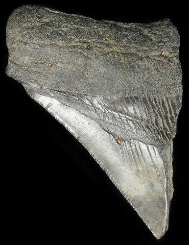 Partial, Fossil Megalodon Tooth #48382